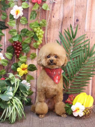 20230812ピノくん